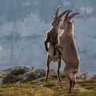 Alpensteinbock (Capra ibex); Steinbockballett