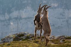 Alpensteinbock (Capra ibex); Steinbockballett