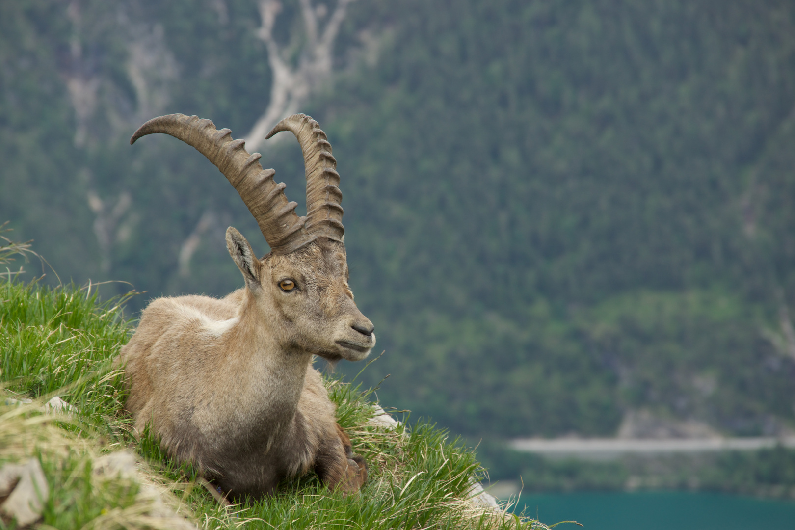 Alpensteinbock (Capra ibex) über dem Achensee zwischen Seekar- und Seebergspitze