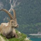 Alpensteinbock (Capra ibex) über dem Achensee zwischen Seekar- und Seebergspitze