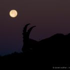 Alpensteinbock (Capra ibex); Vollmond