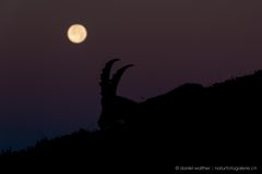 Alpensteinbock (Capra ibex); Vollmond