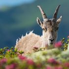 Alpensteinbock (Capra ibex); von fliegenden Haaren, Fliegen und Alpenrosen