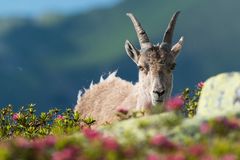 Alpensteinbock (Capra ibex); von fliegenden Haaren, Fliegen und Alpenrosen