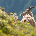 Alpensteinbock (Capra ibex); zottelig und struppig