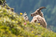 Alpensteinbock (Capra ibex); zottelig und struppig
