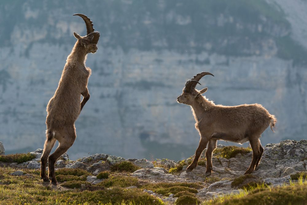 Alpensteinbock (Capra ibex); Zweikampf I