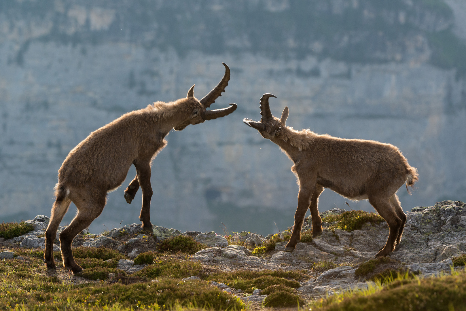 Alpensteinbock (Capra ibex); Zweikampf II