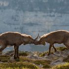 Alpensteinbock (Capra ibex); Zweikampf III