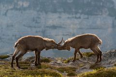 Alpensteinbock (Capra ibex); Zweikampf III