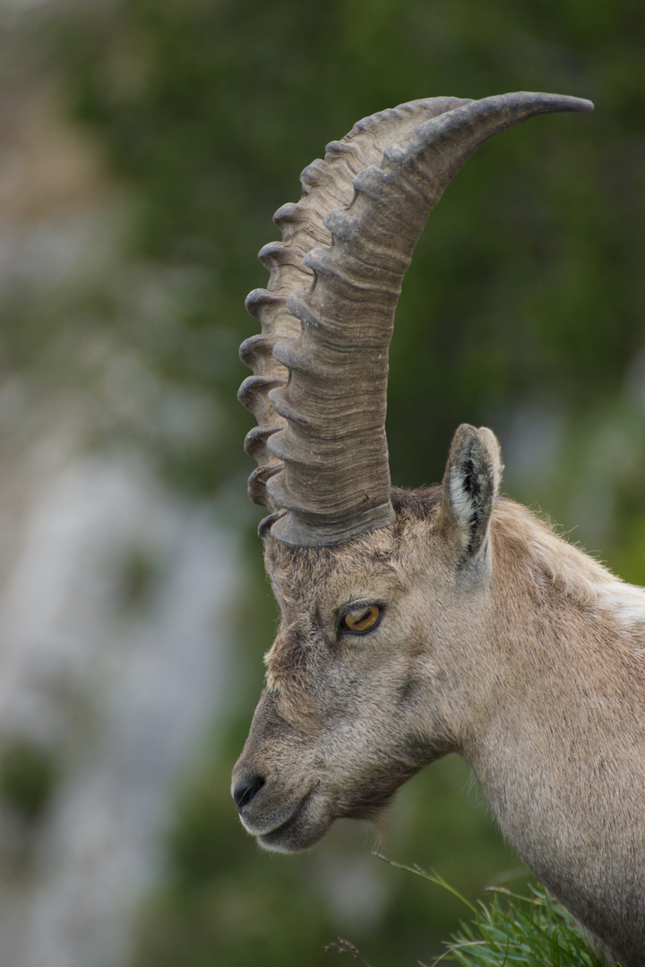 Alpensteinbock (Capra ibex) zwischen Seekar- und Seebergspitze