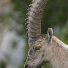 Alpensteinbock (Capra ibex) zwischen Seekar- und Seebergspitze