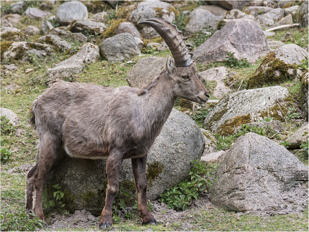 Alpensteinbock