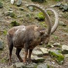 Alpensteinbock  