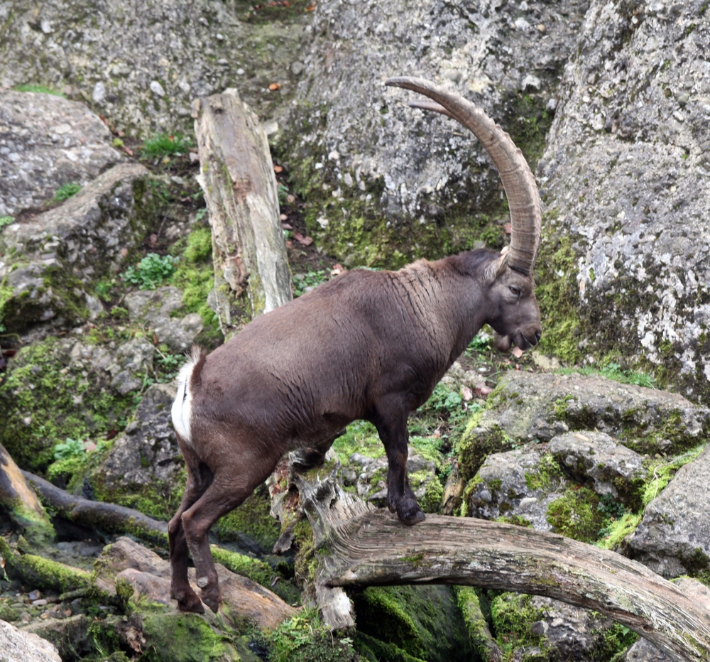 Alpensteinbock