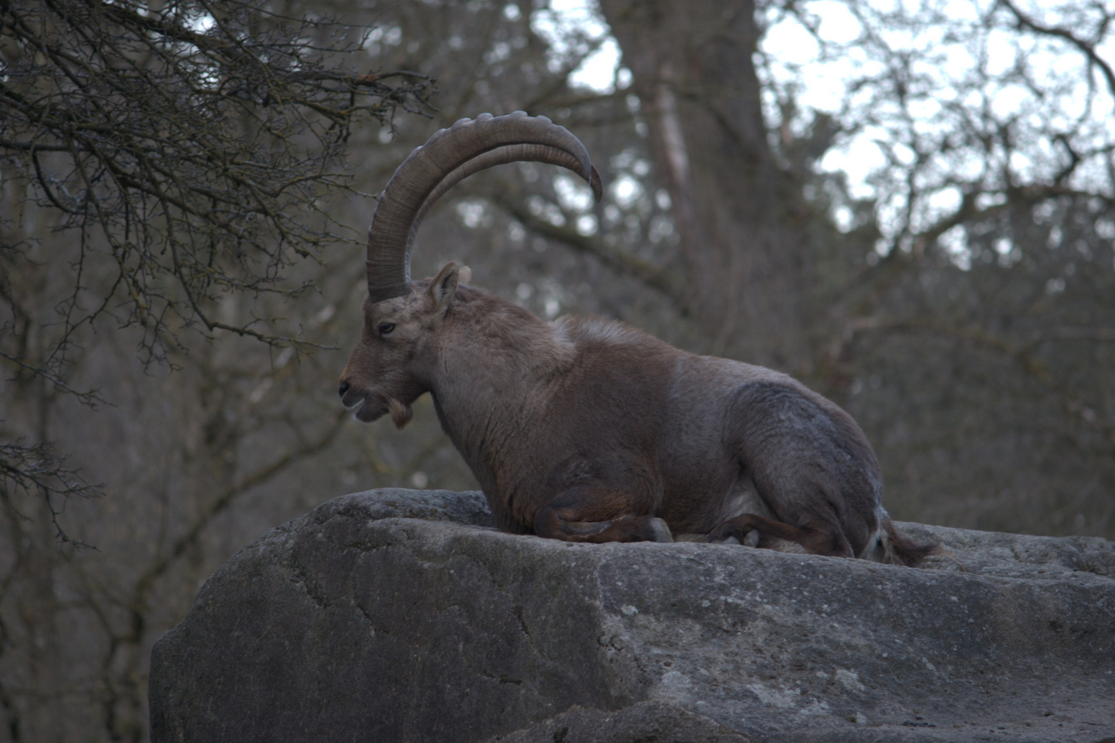 Alpensteinbock