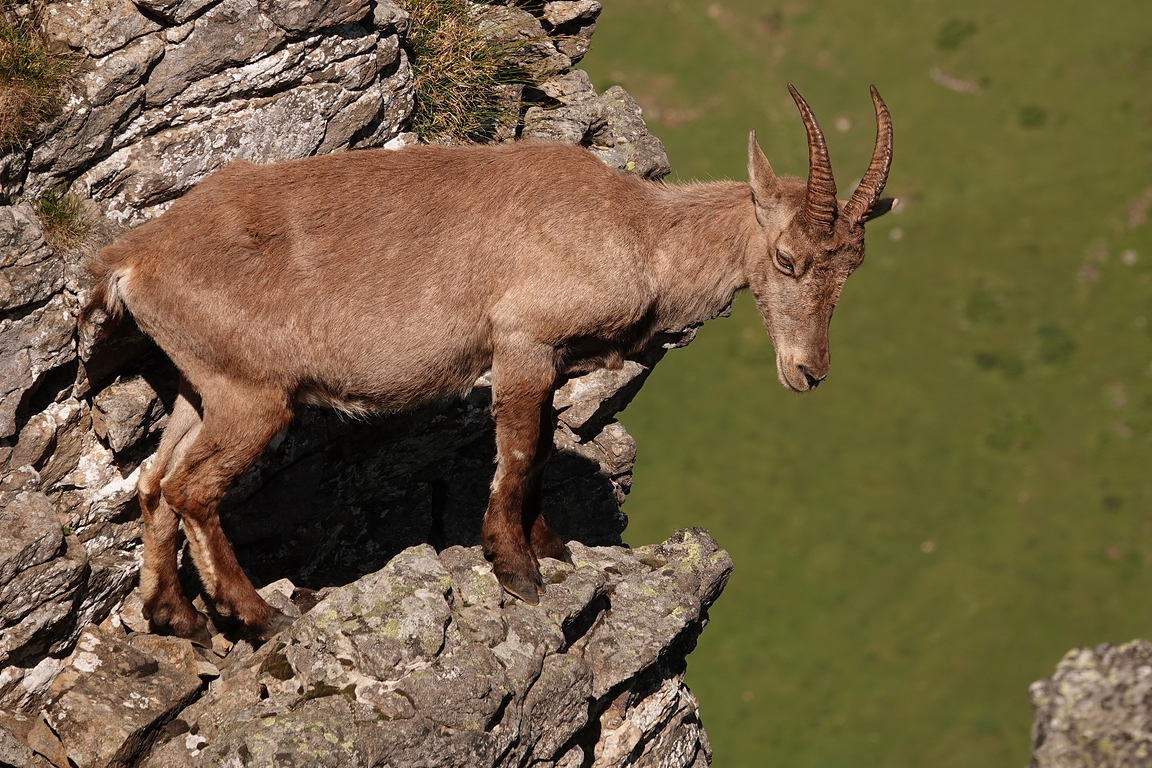 Alpensteinbock