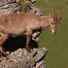 Alpensteinbock