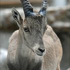 Alpensteinbock