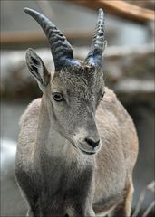 Alpensteinbock