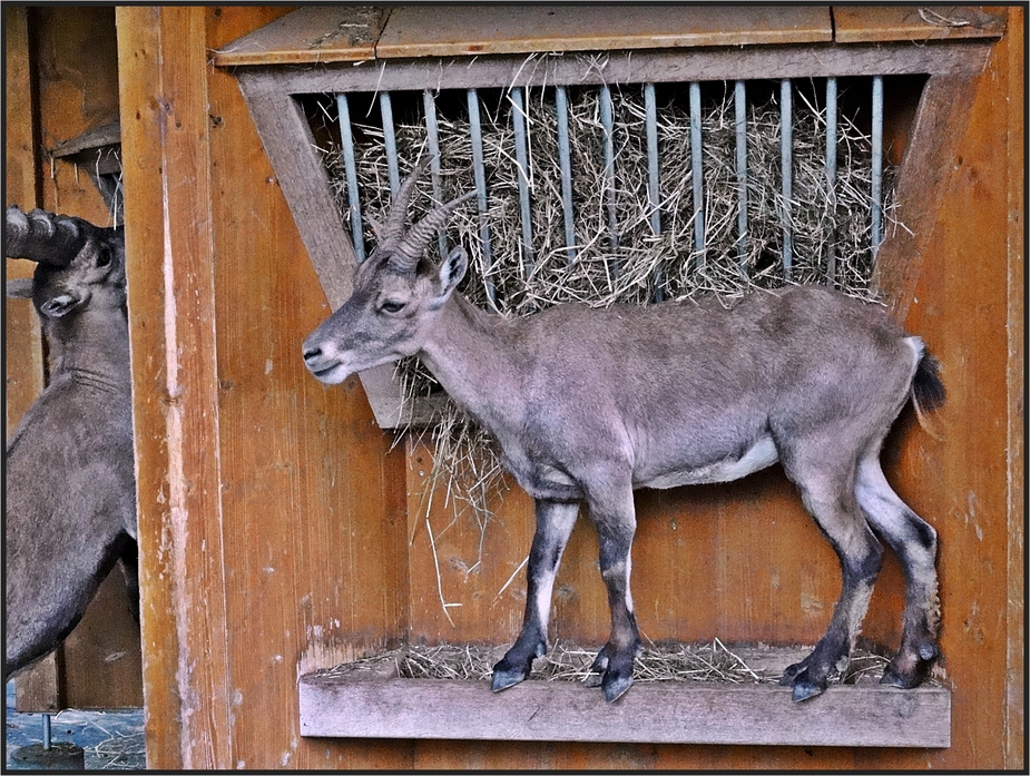 Alpensteinbock