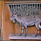 Alpensteinbock