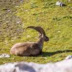 Alpensteinbock