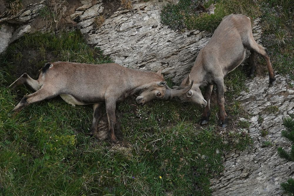 Alpensteinbock