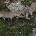 Alpensteinbock