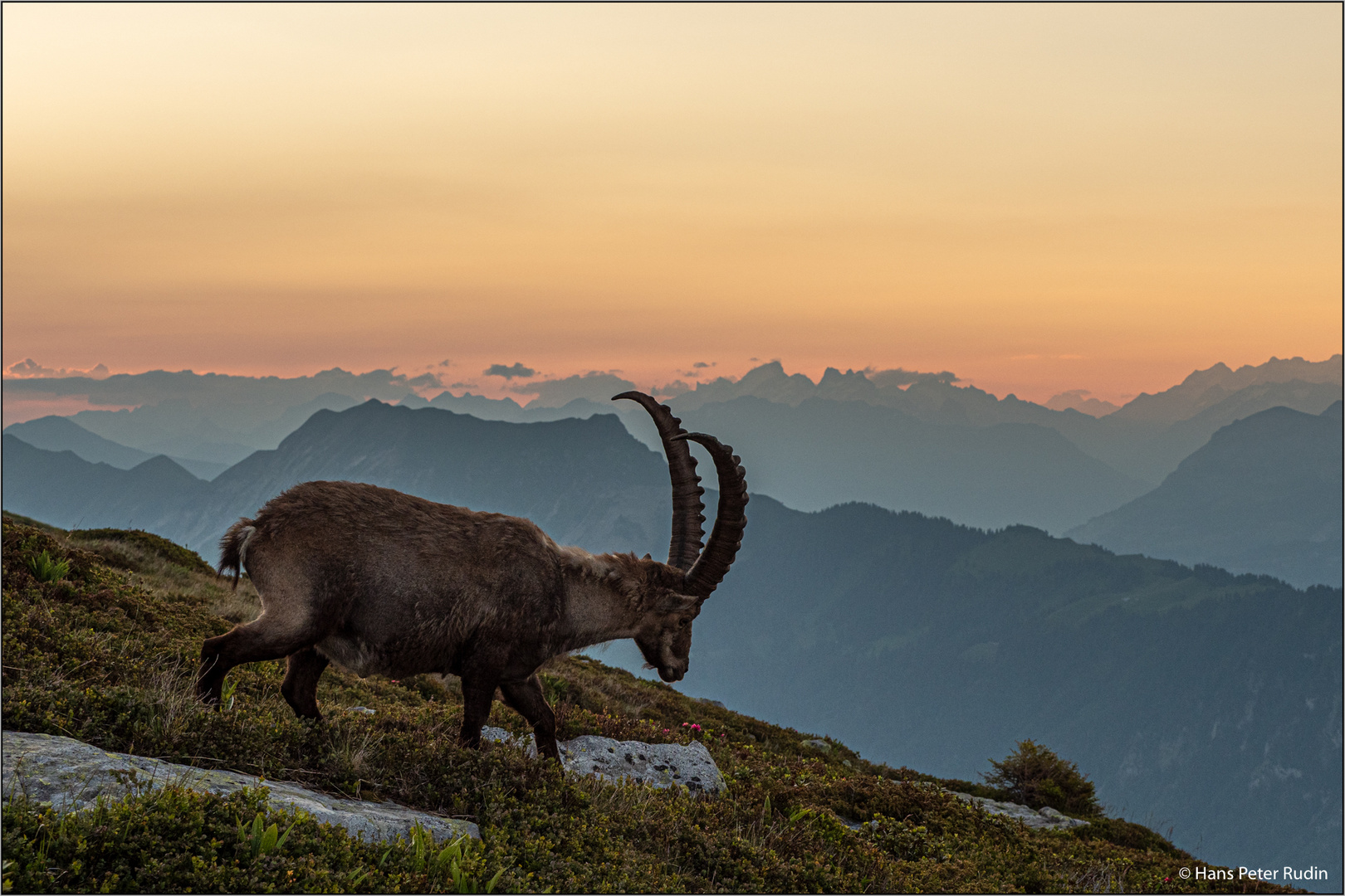 Alpensteinbock