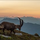 Alpensteinbock