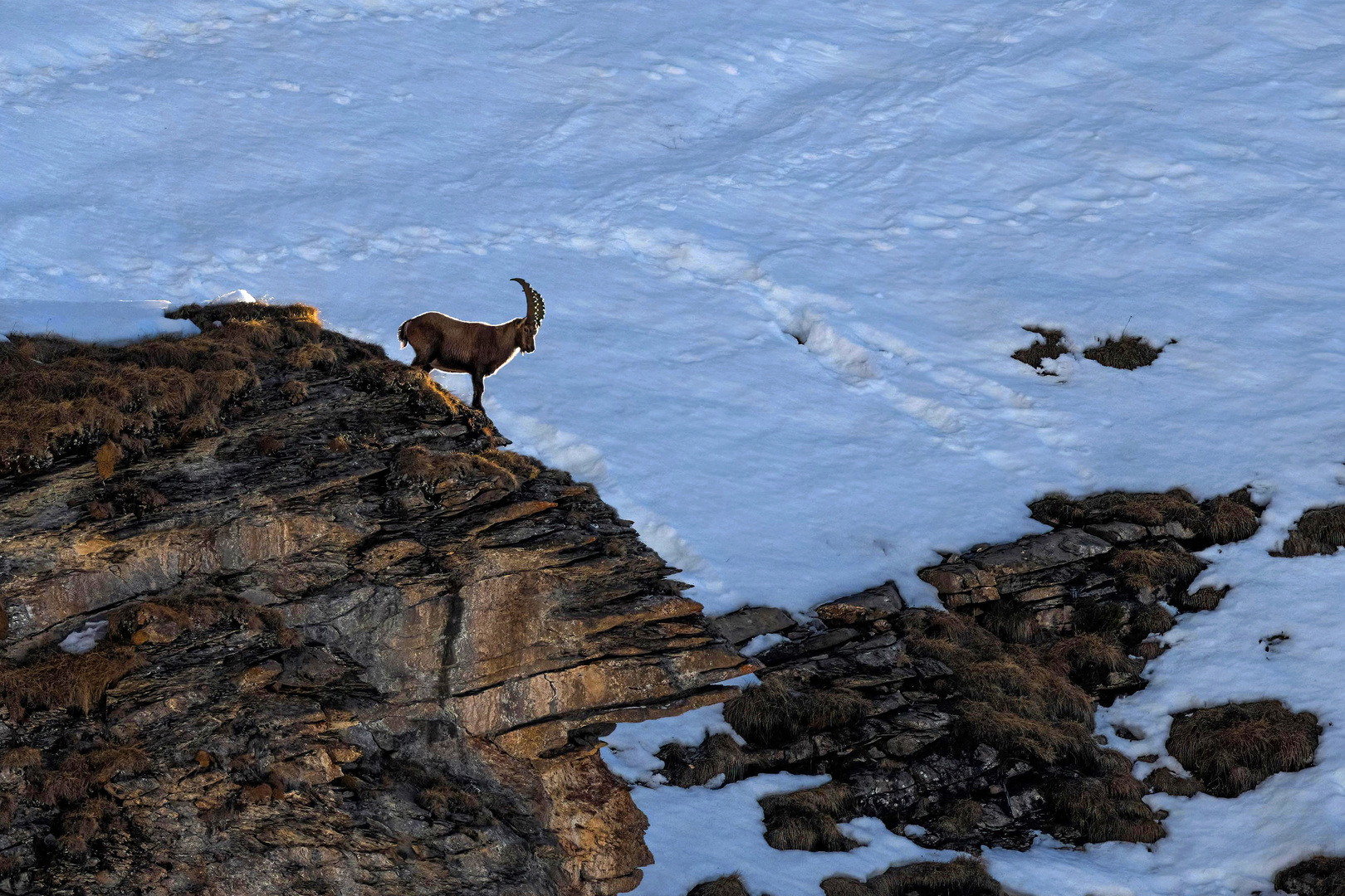 Alpensteinbock...