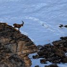 Alpensteinbock...