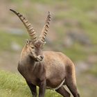 ~ Alpensteinbock~