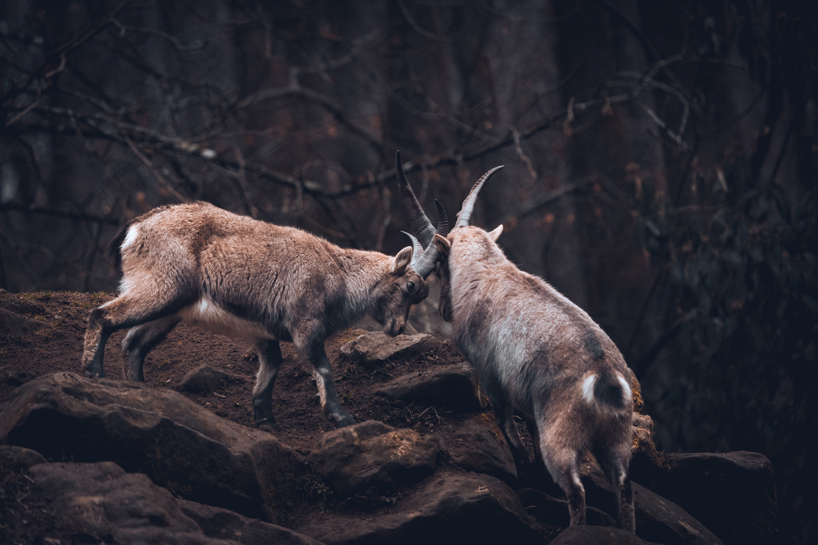 Alpensteinbock