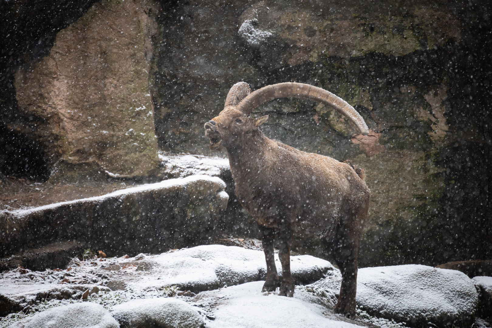 Alpensteinbock