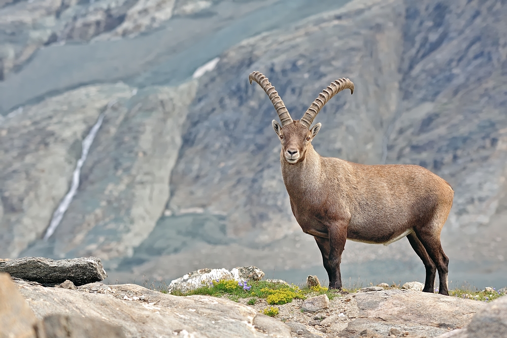 Alpensteinbock