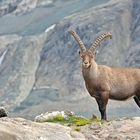 Alpensteinbock