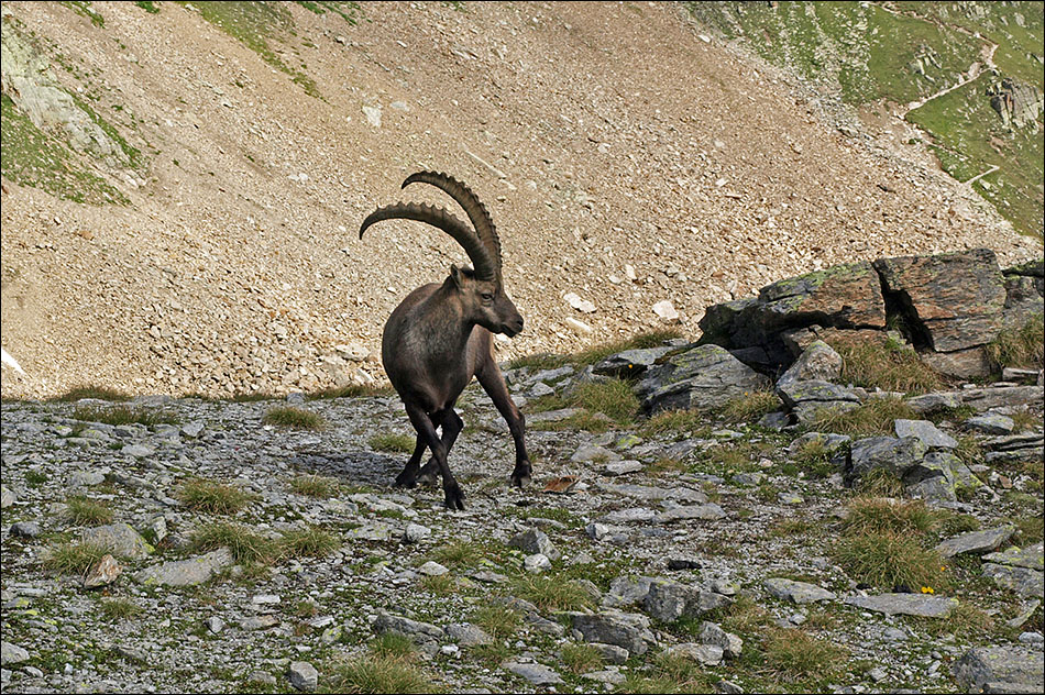 Alpensteinbock