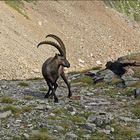 Alpensteinbock