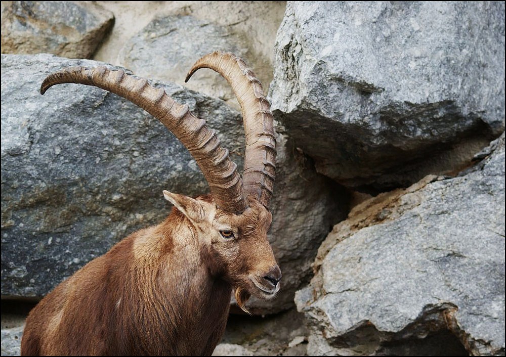 Alpensteinbock