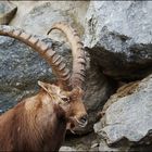 Alpensteinbock