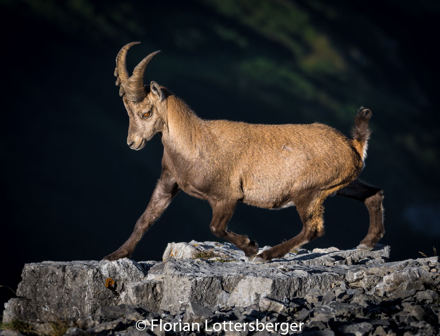 Alpensteinbock