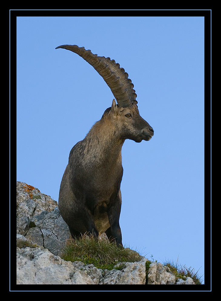 Alpensteinbock II