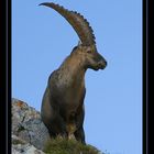 Alpensteinbock II