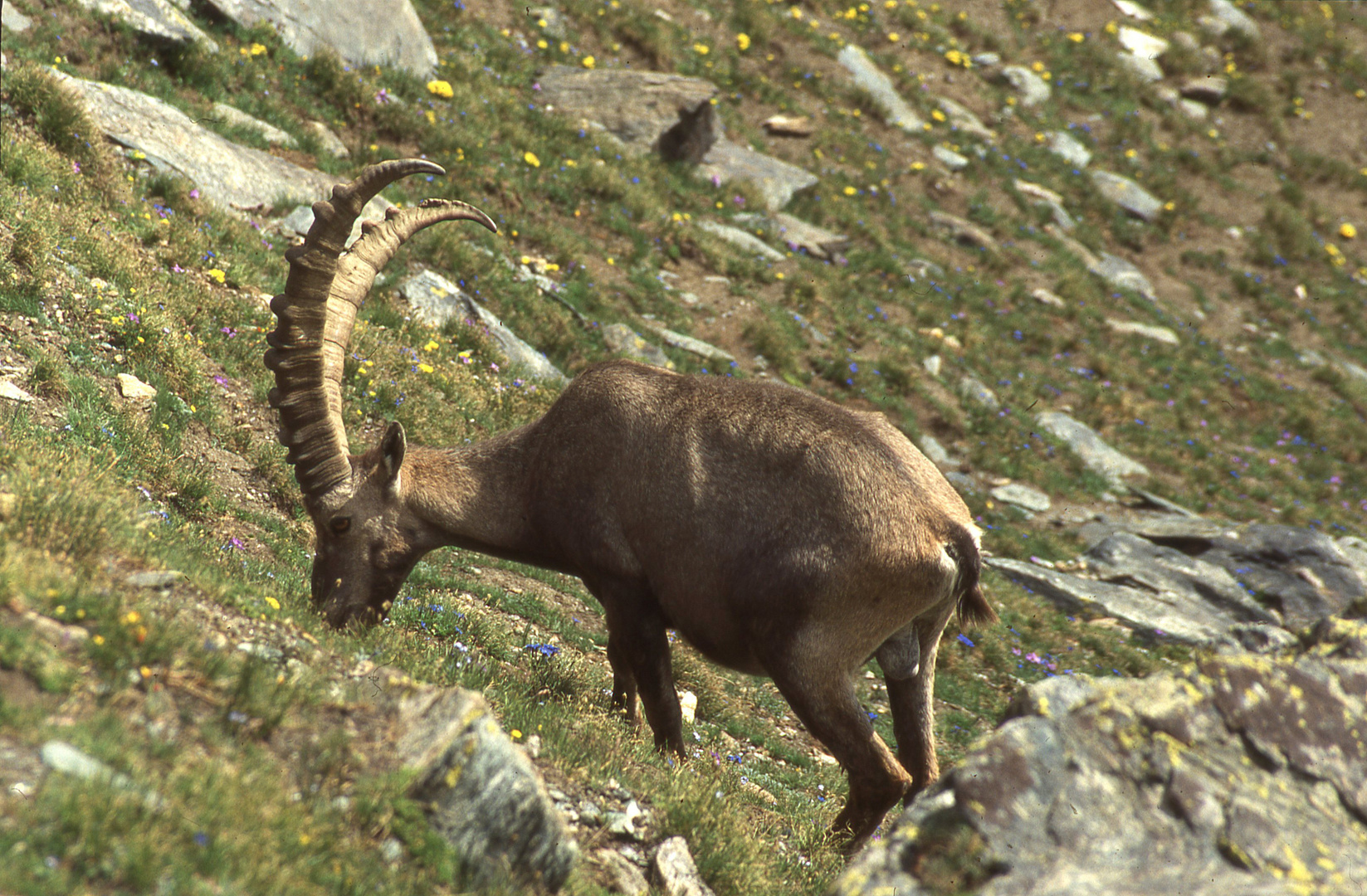 Alpensteinbock im Gran Paradiso- Nationalpark