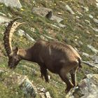 Alpensteinbock im Gran Paradiso- Nationalpark