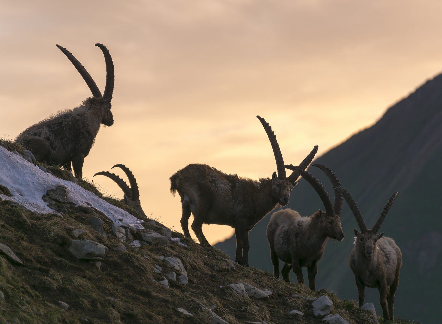 Alpensteinbock im Morgenlicht 