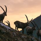 Alpensteinbock im Morgenlicht 