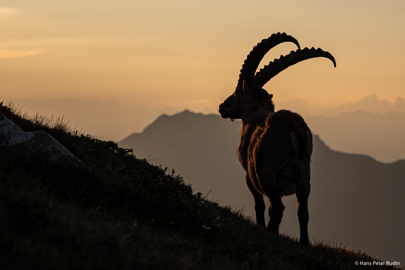 Alpensteinbock – Im Morgenrot